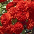 /album/galerie-de-photos-plantes-bouquet-coupe/rosier-miniature-tilt-symphonie-rouge-jpg1/